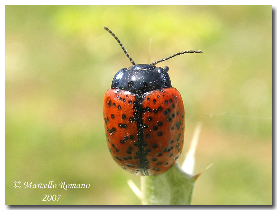 Una bella Chrysolina siciliana: C. variolosa (Chrysomelidae)